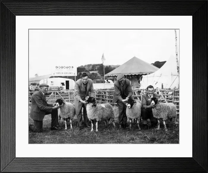 Framed Print : Agricultural Show Danby, North Yorkshire, 20th August 1964. Prize wining sheep at fair Framed Print : Agricultural Show Danby, North Yorkshire, 20th August 1964. Prize wining sheep at fair