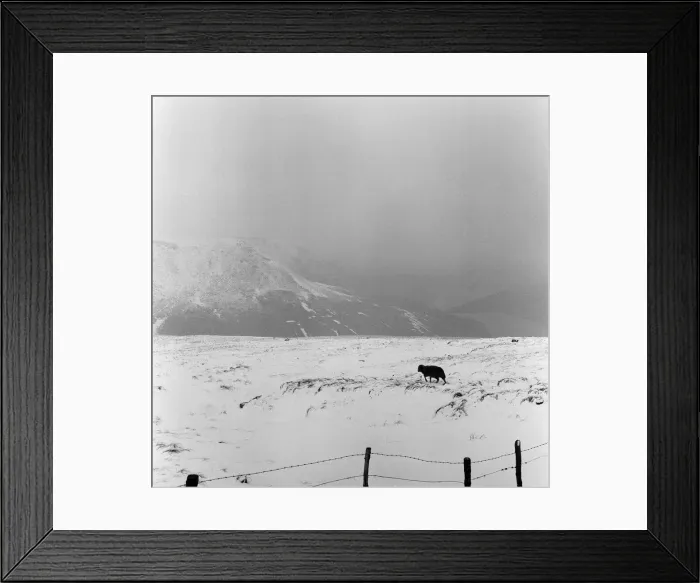 Framed Print : Saddleworth Moor, Greater Manchester. 25th April 1966 Framed Print : Saddleworth Moor, Greater Manchester. 25th April 1966