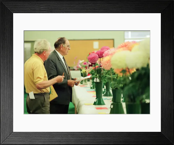 Framed Print : Agricultural Show Billingham, County Durham, Stockton on Tees, 26th August 1994. Pictured Framed Print : Agricultural Show Billingham, County Durham, Stockton on Tees, 26th August 1994. Pictured