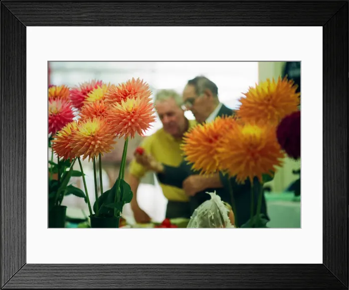 Framed Print : Agricultural Show Billingham, County Durham, Stockton on Tees, 26th August 1994. Pictured Framed Print : Agricultural Show Billingham, County Durham, Stockton on Tees, 26th August 1994. Pictured