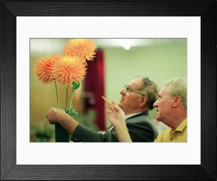 Framed Print : Agricultural Show Billingham, County Durham, Stockton on Tees, 26th August 1994. Pictured Framed Print : Agricultural Show Billingham, County Durham, Stockton on Tees, 26th August 1994. Pictured