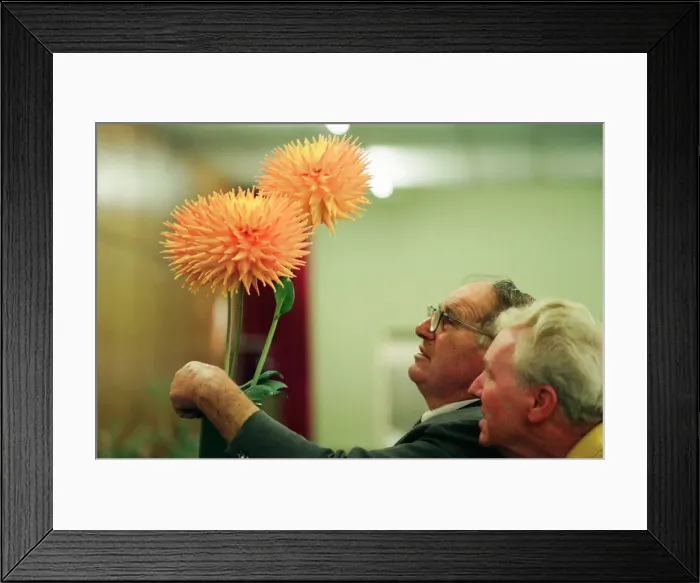 Framed Print : Agricultural Show Billingham, County Durham, Stockton on Tees, 26th August 1994. Pictured Framed Print : Agricultural Show Billingham, County Durham, Stockton on Tees, 26th August 1994. Pictured