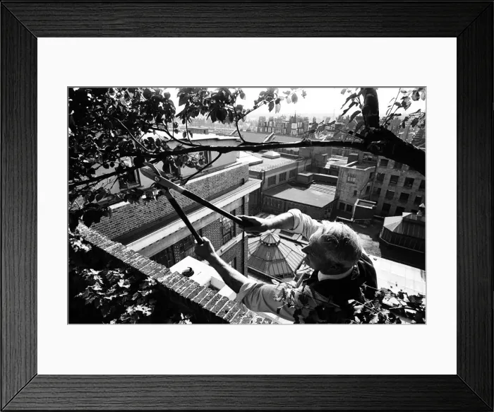 Framed Print : Over 100 feet above the ground Charles Legg calmly goes about pruning and trimming a tree Framed Print : Over 100 feet above the ground Charles Legg calmly goes about pruning and trimming a tree
