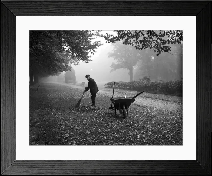 Framed Print : One of the groundsmen at the War Memorial Park, Coventry sweeps up the fallen autumn Framed Print : One of the groundsmen at the War Memorial Park, Coventry sweeps up the fallen autumn