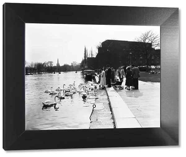 People feeding swans, Stratford-upon-Avon, Warwickshire. 6th April 1959
