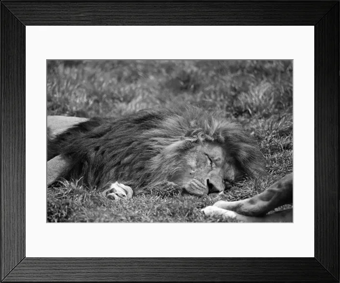 Framed Print : Lion, laying on grass in hot weather, Chester Zoo, 20th May 1989 Framed Print : Lion, laying on grass in hot weather, Chester Zoo, 20th May 1989