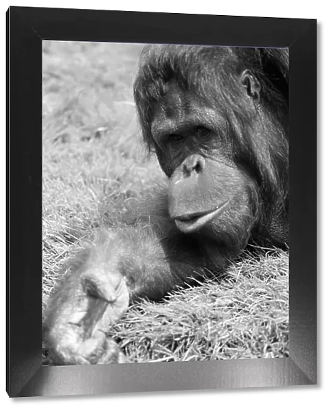Orangutan, laying on grass in hot weather, Chester Zoo, 20th May 1989