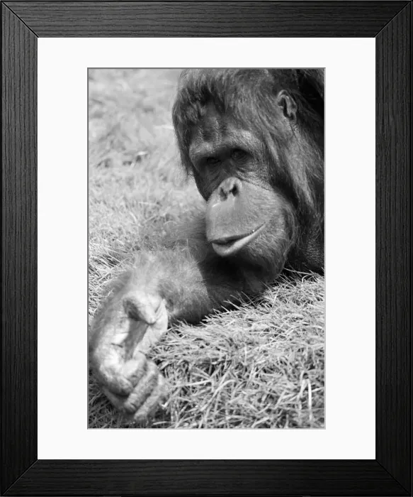 Framed Print : Orangutan, laying on grass in hot weather, Chester Zoo, 20th May 1989 Framed Print : Orangutan, laying on grass in hot weather, Chester Zoo, 20th May 1989