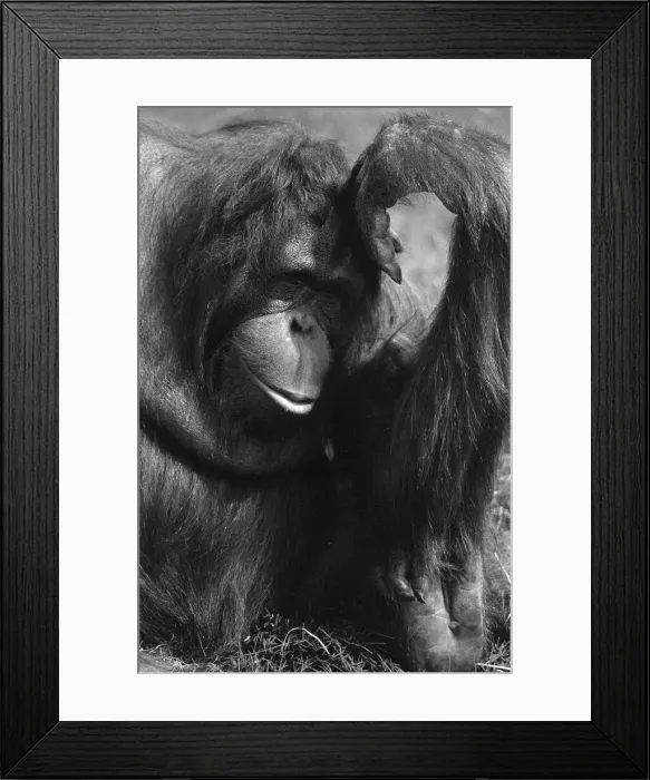 Framed Print : Orangutan, laying on grass in hot weather, Chester Zoo, 20th May 1989 Framed Print : Orangutan, laying on grass in hot weather, Chester Zoo, 20th May 1989