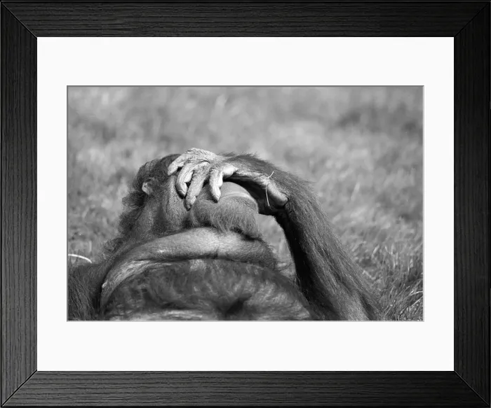 Framed Print : Orangutan, laying on grass in hot weather, Chester Zoo, 20th May 1989 Framed Print : Orangutan, laying on grass in hot weather, Chester Zoo, 20th May 1989