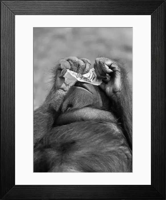 Framed Print : Orangutan, laying on grass in hot weather, Chester Zoo, 20th May 1989 Framed Print : Orangutan, laying on grass in hot weather, Chester Zoo, 20th May 1989
