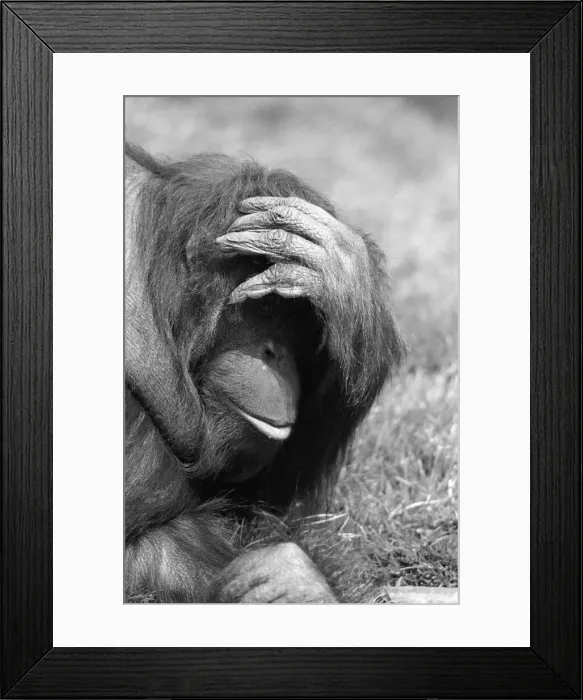 Framed Print : Orangutan, laying on grass in hot weather, Chester Zoo, 20th May 1989 Framed Print : Orangutan, laying on grass in hot weather, Chester Zoo, 20th May 1989
