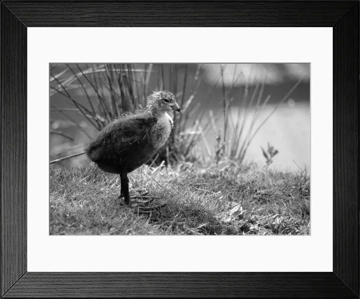 Framed Print : Young Bird at Chester Zoo, 20th May 1989 Framed Print : Young Bird at Chester Zoo, 20th May 1989