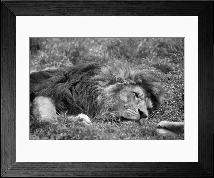 Framed Print : Lion, laying on grass in hot weather, Chester Zoo, 20th May 1989 Framed Print : Lion, laying on grass in hot weather, Chester Zoo, 20th May 1989