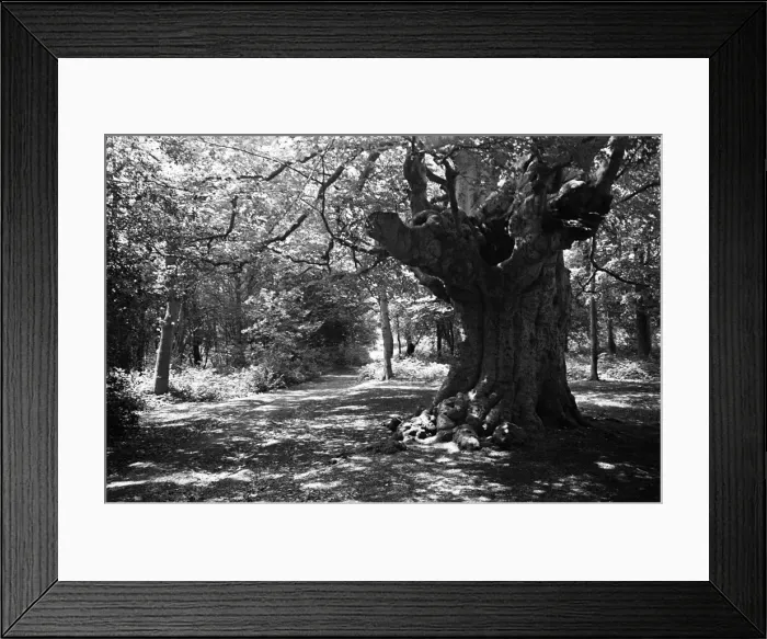 Framed Print : Burnham Beeches, Buckinghamshire. 3rd July 1944 Framed Print : Burnham Beeches, Buckinghamshire. 3rd July 1944