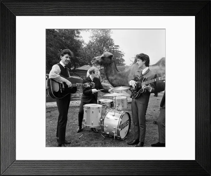 Framed Print : Manchester pop group The Hollies pictured performing at Chessington Zoo in front of