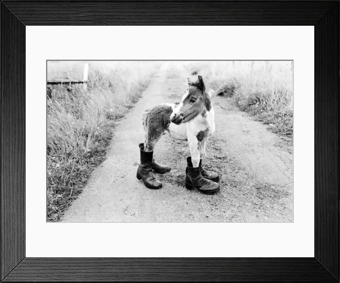 Framed Print : Britains smallest Shetland Pony Lucky. When she was born she was only 14 Framed Print : Britains smallest Shetland Pony Lucky. When she was born she was only 14