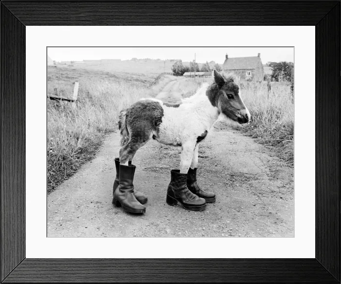Framed Print : Britains smallest Shetland Pony Lucky. When she was born she was only 14 Framed Print : Britains smallest Shetland Pony Lucky. When she was born she was only 14