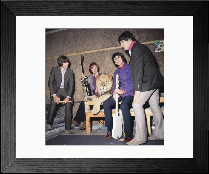 Framed Print : British rock group The Troggs with their rent a lion during the recording of their single Framed Print : British rock group The Troggs with their rent a lion during the recording of their single