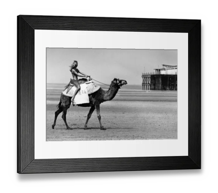 Framed Print : Camel Racing to be held on the beaches at Southport, Sefton, Merseyside, this weekend