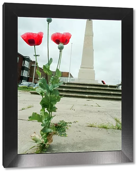 Poppies growing through the paving at Redcar War Memorial, Coatham Road, Town Centre
