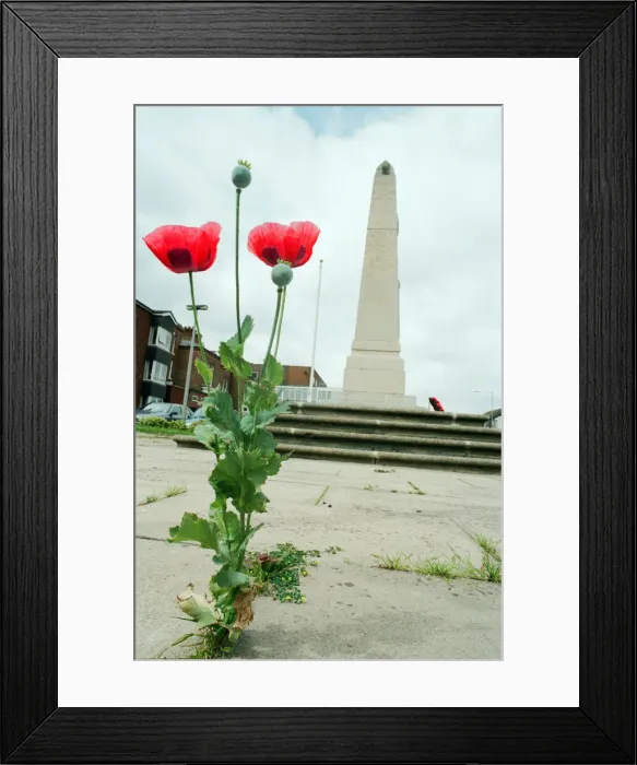 Framed Print : Poppies growing through the paving at Redcar War Memorial, Coatham Road, Town Centre Framed Print : Poppies growing through the paving at Redcar War Memorial, Coatham Road, Town Centre