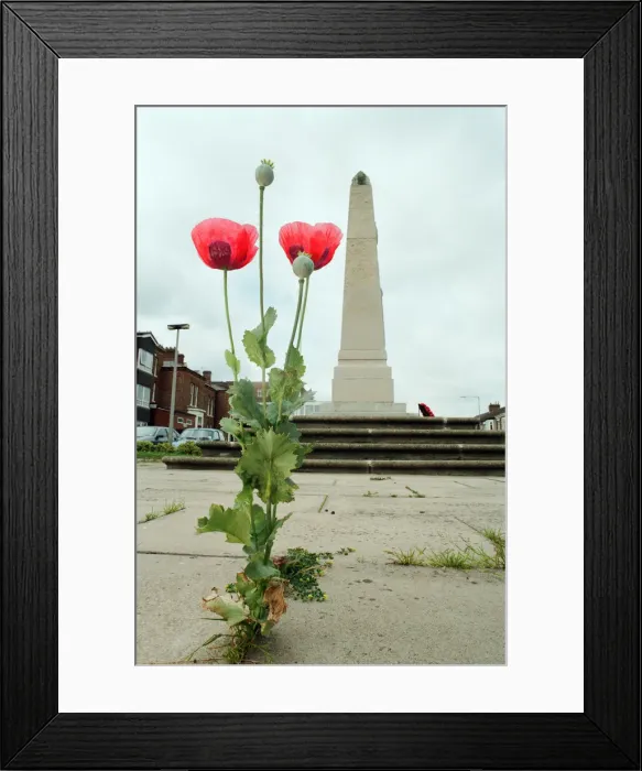 Framed Print : Poppies growing through the paving at Redcar War Memorial, Coatham Road, Town Centre Framed Print : Poppies growing through the paving at Redcar War Memorial, Coatham Road, Town Centre