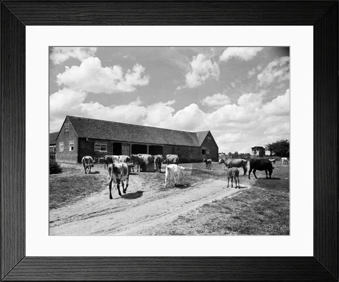 Framed Print : Farm scene at Whipsnade, Bedfordshire. 22nd June 1945 Framed Print : Farm scene at Whipsnade, Bedfordshire. 22nd June 1945