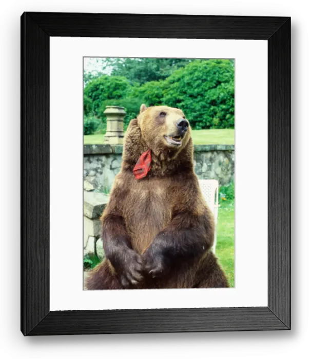 Framed Print : Hercules the bear July 1985 owned by Andy Robin and Maggie Robin O / s C / T Andy Robin Framed Print : Hercules the bear July 1985 owned by Andy Robin and Maggie Robin O / s C / T Andy Robin