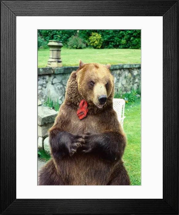 Framed Print : Hercules the bear July 1985 owned by Andy Robin and Maggie Robin O  / s C  /  T Andy Robin
