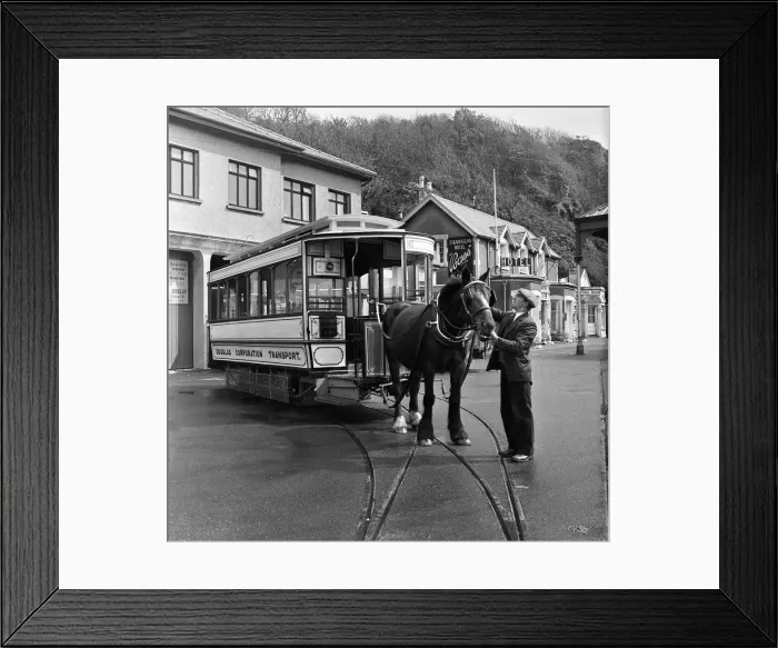 Framed Print : Douglas, Isle of Man. Betty 12, a dark Bay Irish Hackney (or Irish Cob Framed Print : Douglas, Isle of Man. Betty 12, a dark Bay Irish Hackney (or Irish Cob