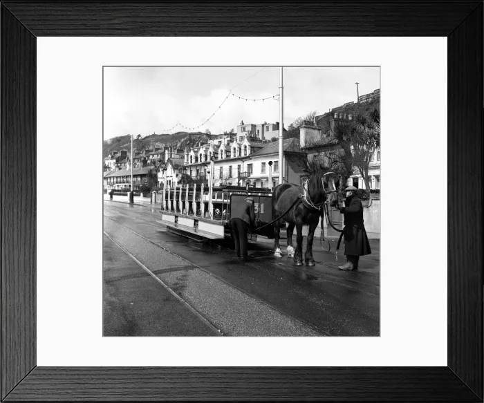 Framed Print : Douglas, Isle of Man. Betty 12, a dark Bay Irish Hackney (or Irish Cob Framed Print : Douglas, Isle of Man. Betty 12, a dark Bay Irish Hackney (or Irish Cob