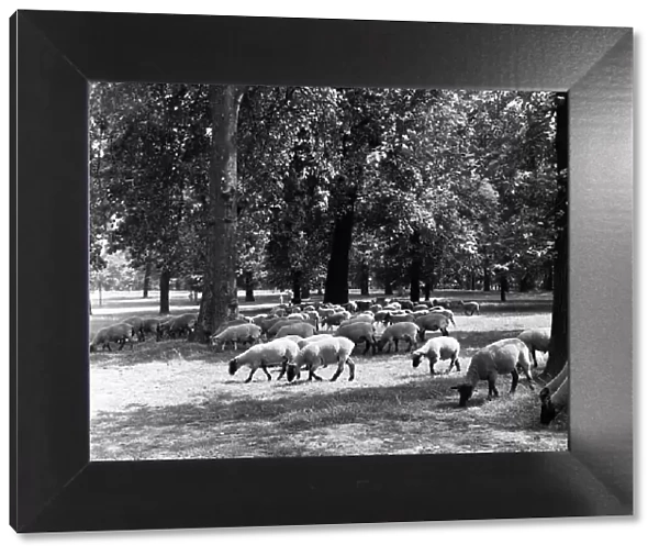 Sheep grazing in Hyde Park, London. 2nd August 1954