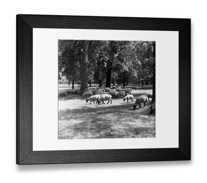Framed Print : Sheep grazing in Hyde Park, London. 2nd August 1954 Framed Print : Sheep grazing in Hyde Park, London. 2nd August 1954