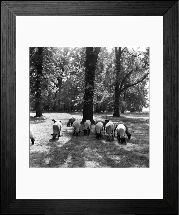 Framed Print : Sheep grazing in Hyde Park, London. 2nd August 1954 Framed Print : Sheep grazing in Hyde Park, London. 2nd August 1954