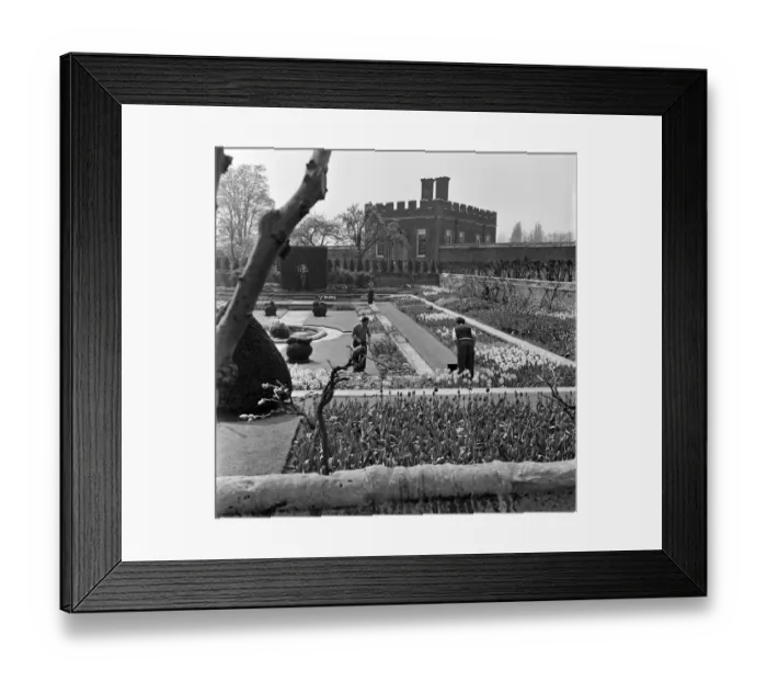 Framed Print : Gardeners working at Hampton Court Palace, London (formerly Middlesex). April 1954 Framed Print : Gardeners working at Hampton Court Palace, London (formerly Middlesex). April 1954