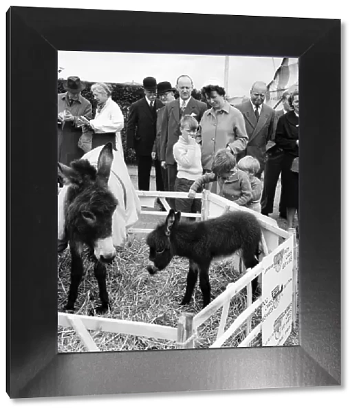 Children playing with a young donkey foal at the Richmond Horse Show, Greater London