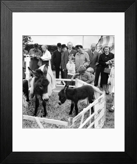 Framed Print : Children playing with a young donkey foal at the Richmond Horse Show, Greater London Framed Print : Children playing with a young donkey foal at the Richmond Horse Show, Greater London
