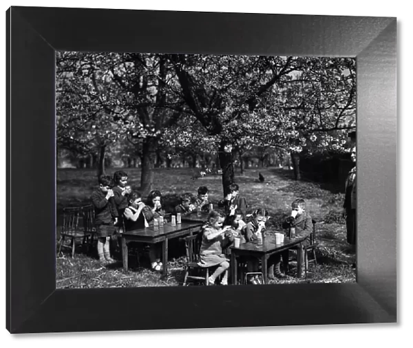 Beneath the blossom of a Kentish Cherry Orchard these little children of the Stackbury