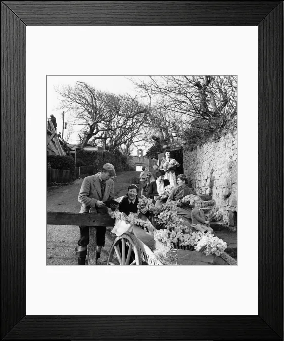 Framed Print : The earliest yellow narcissi called Soleil D or, which are grown on the Isles of Framed Print : The earliest yellow narcissi called Soleil D or, which are grown on the Isles of