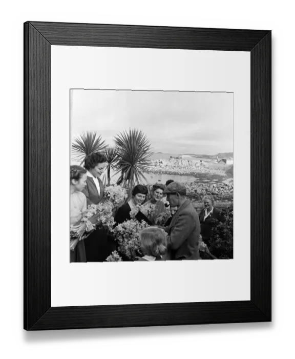 Framed Print : The earliest yellow narcissi called Soleil D or, which are grown on the Isles of Framed Print : The earliest yellow narcissi called Soleil D or, which are grown on the Isles of