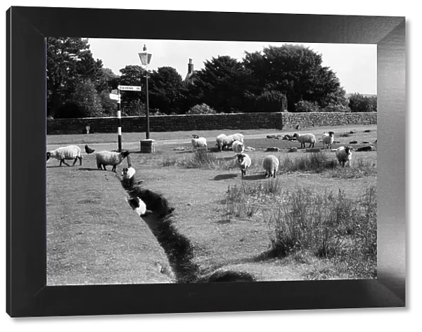 Sheep grazing on village streets in Goathland, North Yorkshire. September 1971
