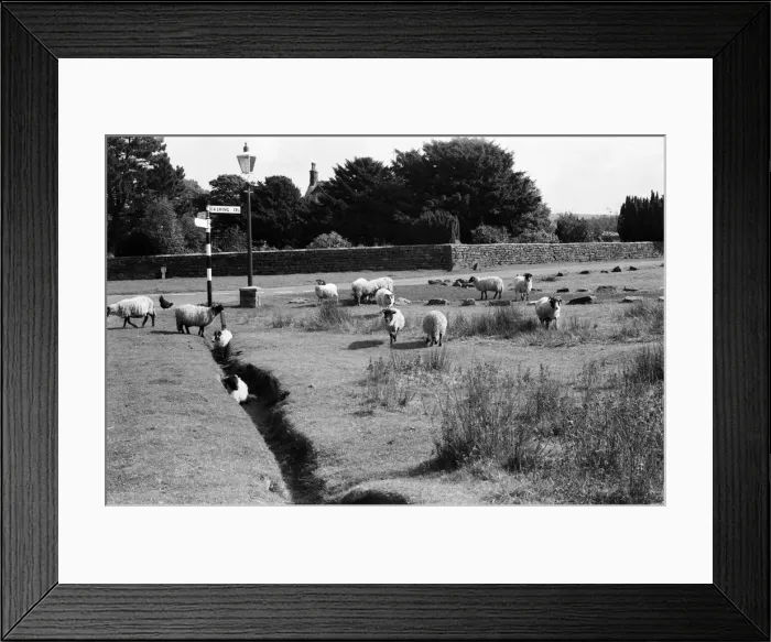 Framed Print : Sheep grazing on village streets in Goathland, North Yorkshire. September 1971 Framed Print : Sheep grazing on village streets in Goathland, North Yorkshire. September 1971