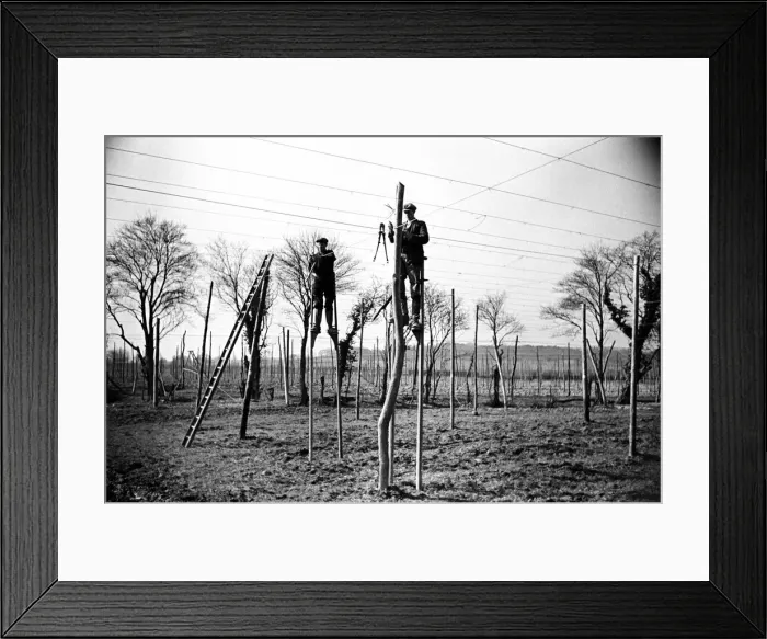 Framed Print : Workers on stilts stringing hop poles in Sussex. Circa 1935 Framed Print : Workers on stilts stringing hop poles in Sussex. Circa 1935