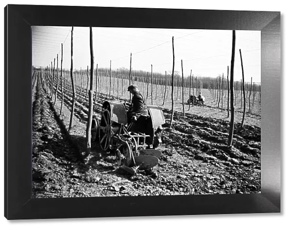 A worker on a hop farm in Sussex. Circa 1935