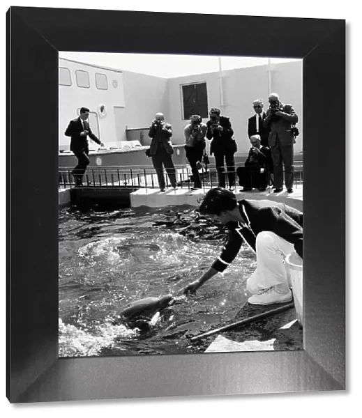 The dolphins at Marineland, Morecambe, were on display toady as they worked with their