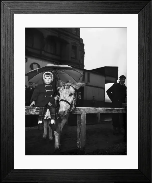 Framed Print : Under a large umbrella is two year old Margaret Curry of Aston, Preston, shelters Lulu Framed Print : Under a large umbrella is two year old Margaret Curry of Aston, Preston, shelters Lulu