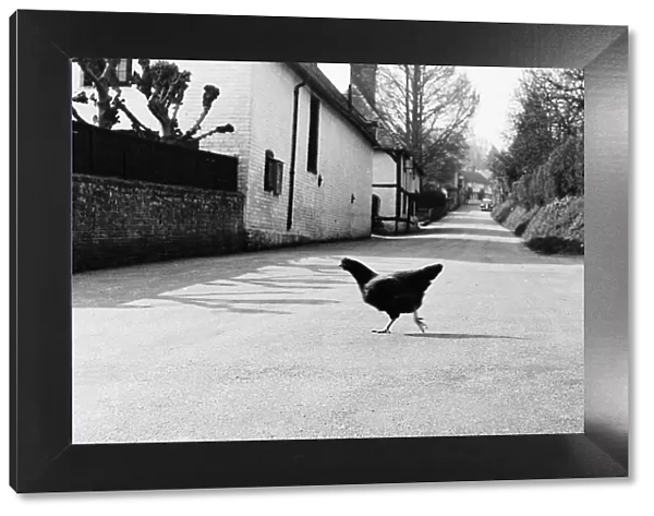 Chicken crossing the road, 1971. Visual depiction of old joke
