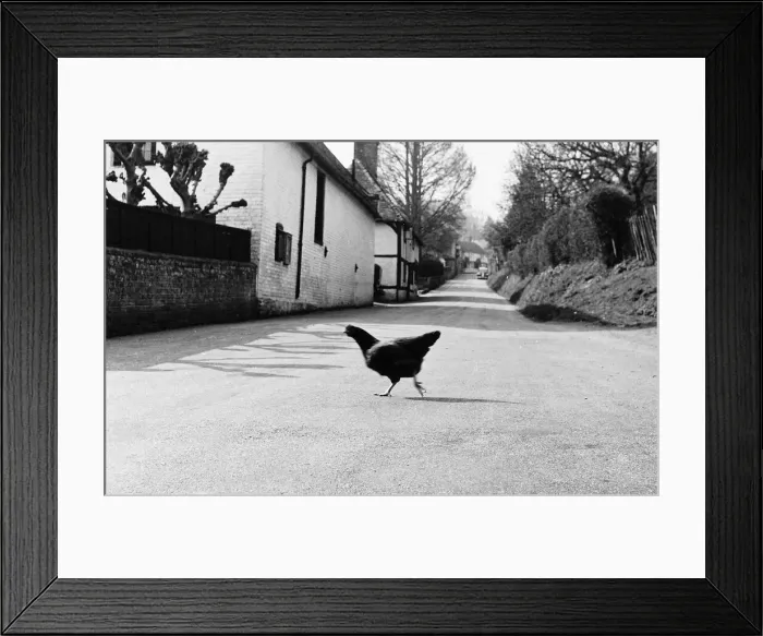 Framed Print : Chicken crossing the road, 1971. Visual depiction of old joke