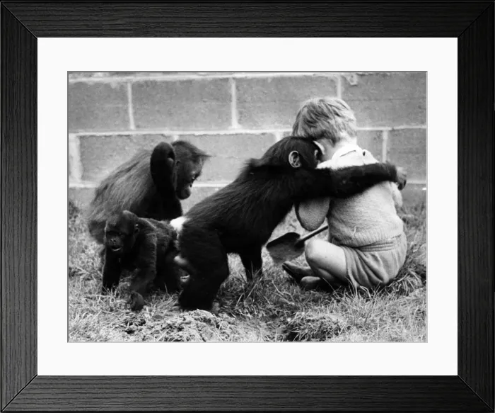 Framed Print : Children playing with monkeys at Chester Zoo, 16th May 1960 Framed Print : Children playing with monkeys at Chester Zoo, 16th May 1960